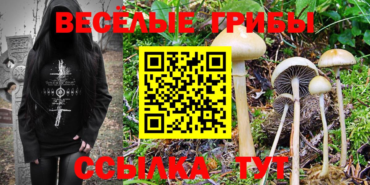 Галлюциногенные грибы GOLDEN TEACHER  Вход с VPN  Ржев 